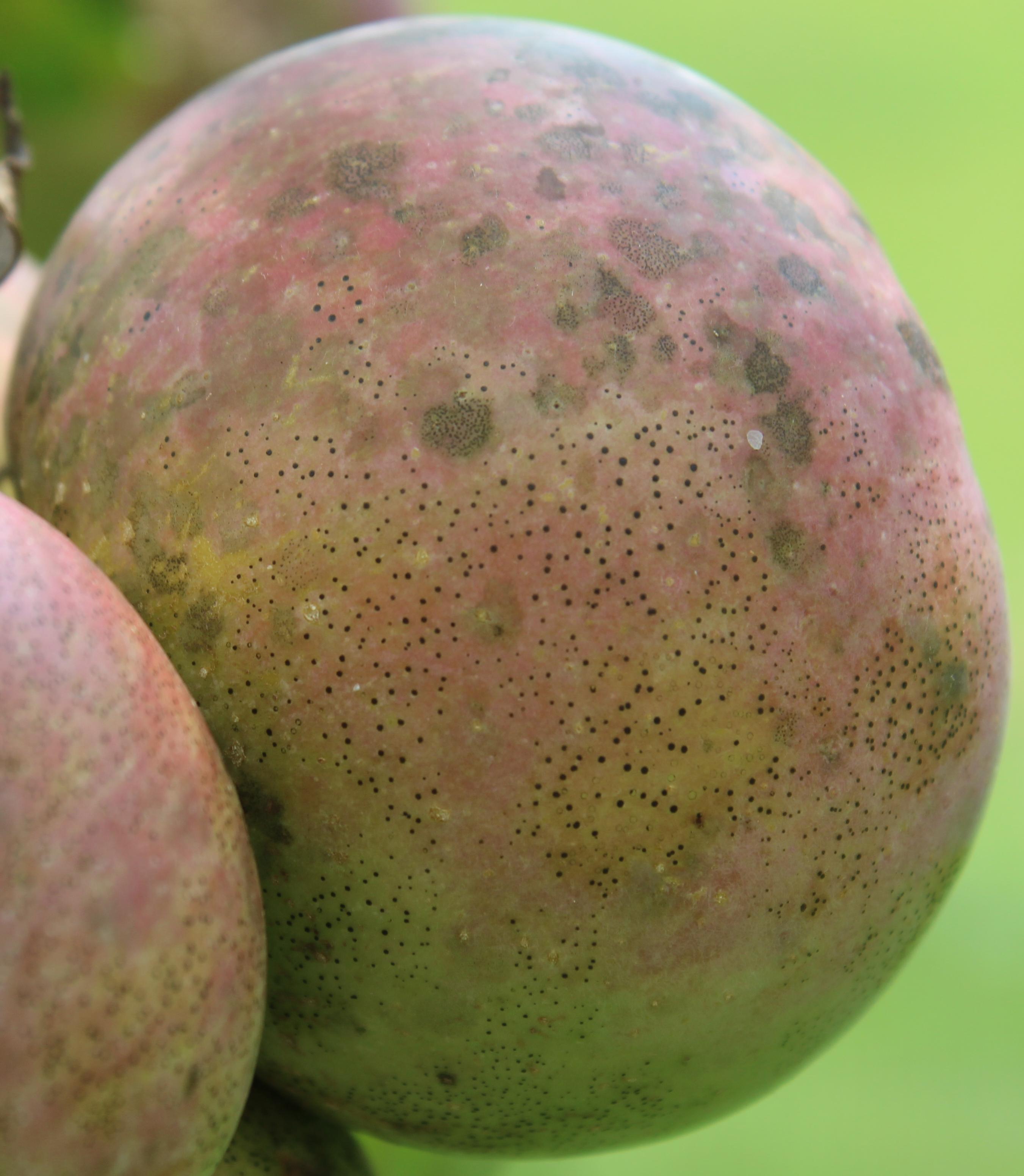 Sooty blotch and flyspeck (Gauthier, UKY)