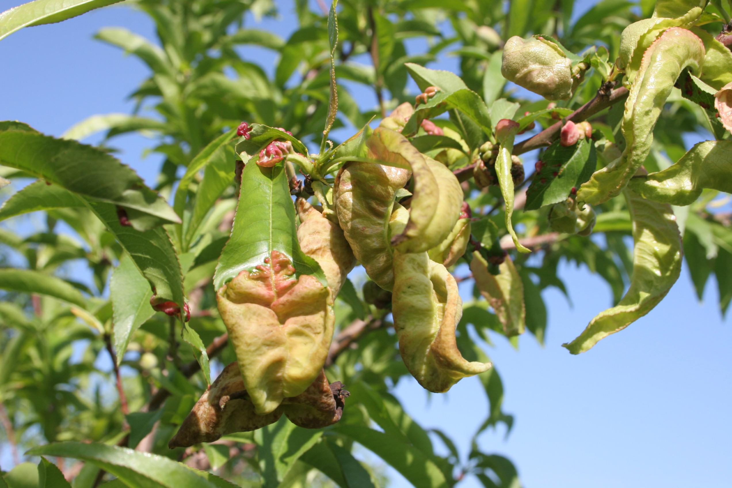 Peach leaf curl