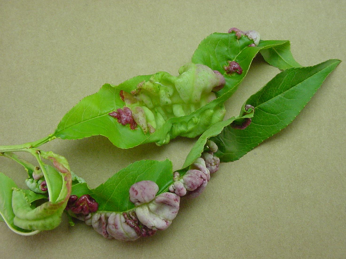 Close-up of peach leaf curl infected leaves. 