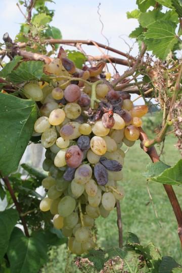 Sunburn on 'Venus' seedless table grape. 