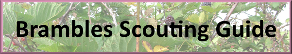 Brambles Scouting Guide